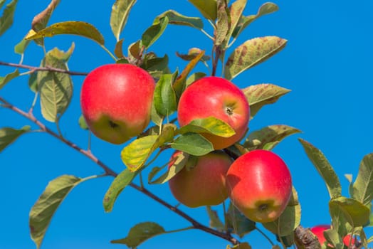 trees full with ripe red apples in the netherlands