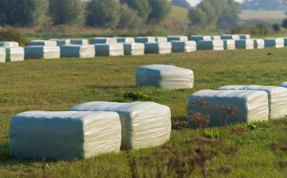 meadow with plastic wrapped square hay bales
