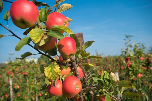 trees full with ripe red apples in the netherlands