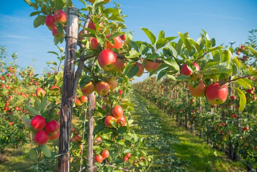 trees full with ripe red apples in the netherlands
