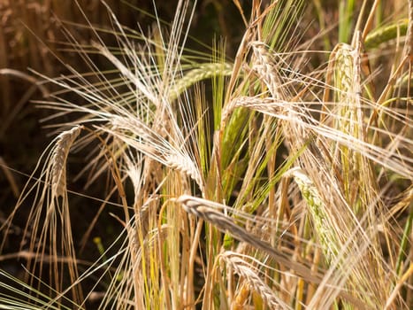 single strand of field of golden grass wheat in summer wivenhoe essex england uk