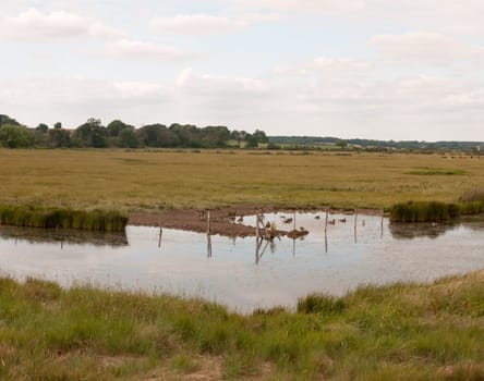 a group of birds goose canadian and bean resting in a paddock on a river english countryside