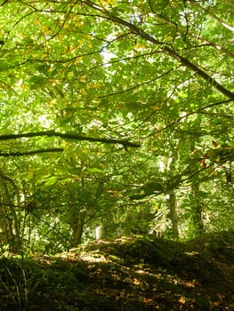 inside forest green summer day wivenhoe essex england uk