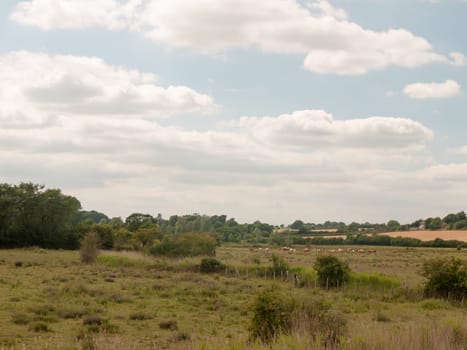 country landscape animals farm in distance no people empty harwich felixstowe essex uk