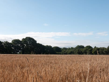 field of golden grass wheat in summer wivenhoe essex england uk