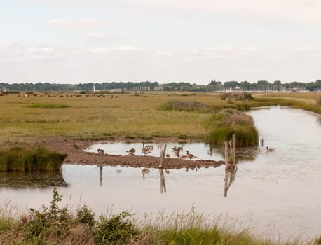 a group of birds goose canadian and bean resting in a paddock on a river english countryside