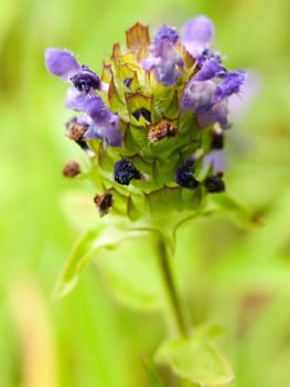 growing purple wildflower uk summer top view