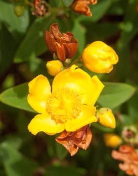 growing yellow gorgeous plant flower head and petals fresh and new