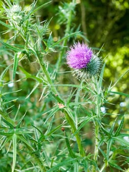 pink thistle isolated outside on plant in summer light essex england uk