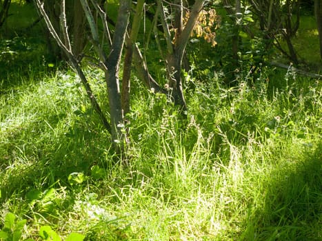 grass on the floor summer light in meadow outside wivenhoe essex england uk