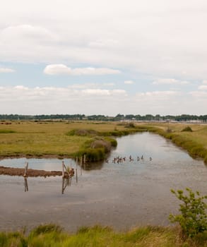 a group of birds goose canadian and bean resting in a paddock on a river english countryside