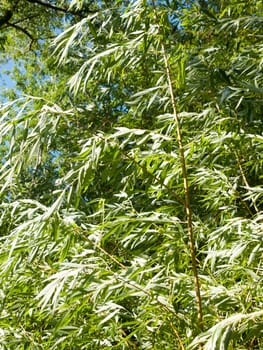 tree leaves in summer light outside texture background england uk