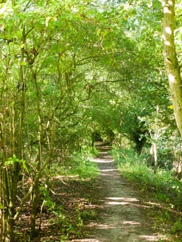 green walkway path through a forest in summer day wivenhoe essex england uk