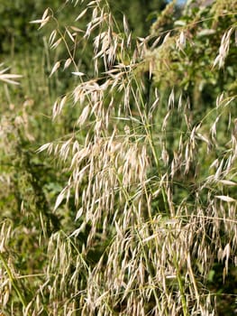interesting grass texture and pattern close up in field england uk