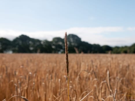 single strand of field of golden grass wheat in summer wivenhoe essex england uk