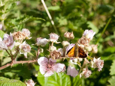orange resting butterfly Large Skipper (upperwing)