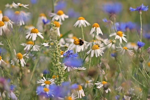 Dark bumblebee (Bombus terrestris) on chamomile between cornflowers