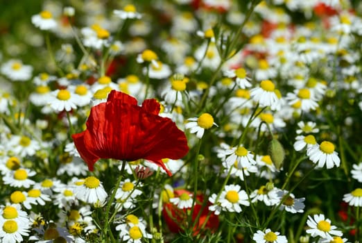 Poppy and chamomile
