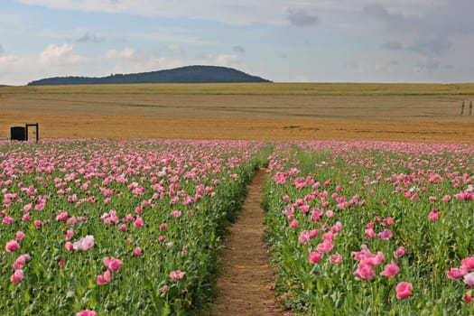 Door and path in the opium poppy field on the Meissner