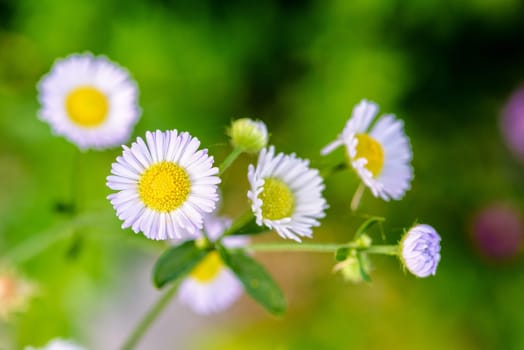 Closeup beautiful small flower with yellow pollen and white petal of Bellis Perennis, Common Daisy, Lawn Daisy, Woundwort, Bruisewort or English Daisy