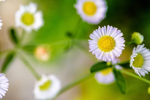 Closeup beautiful small flower with yellow pollen and white petal of Bellis Perennis, Common Daisy, Lawn Daisy, Woundwort, Bruisewort or English Daisy