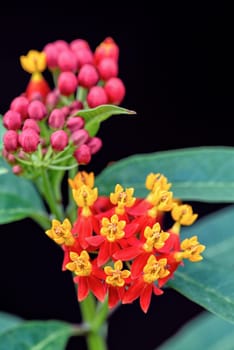 Closeup beautiful and exotic flowers are yellow pollen red petal of Asclepias Curassavica common names Scarlet Milkweed, Blood Flower, Mexican Butterfly Weed and Wild Ipecacuanha