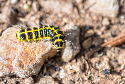 Closeup journey of the little worm with a black and yellow on the rock are finding their way on the ground under the sunlight