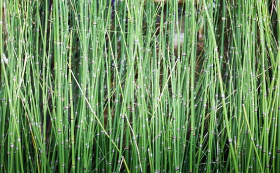 Rush plants in garden water container, stock photo