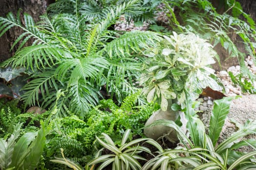 Variety green leaves plant in the garden, stock photo