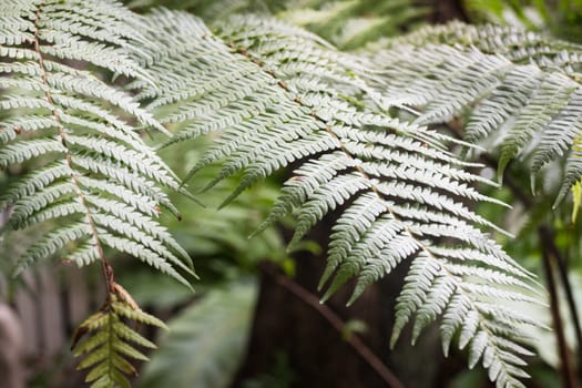 Green leaves plant in the garden, stock photo