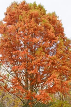 Larch Tree in Fall Colors in Springbook Nature Center in Illinois