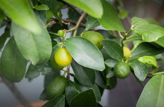 Mini garden plant with orange fruit, stock photo
