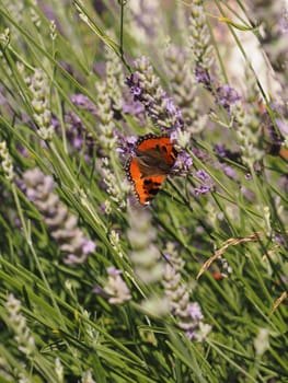 Small tortoiseshell (Aglais urticae) on Lavender in a park on a sunny summer day