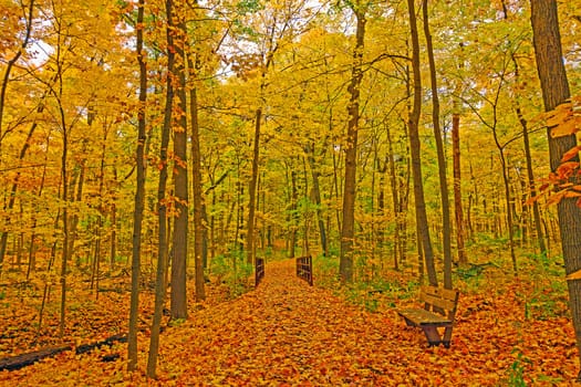 Quiet Forest Path in the Fall in the Morton Arboretum in Illinois