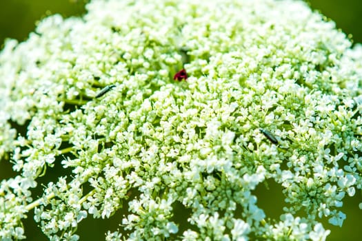 wild carrot,flower