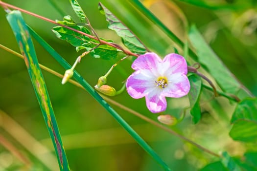 Ackerwinde,Convulvus arvensis