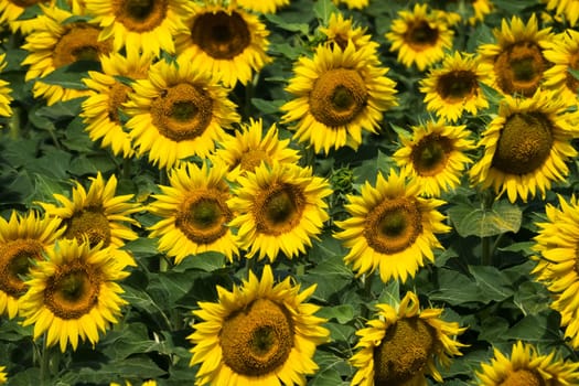 Sunflowers,agricultural field with yellow crops in summer