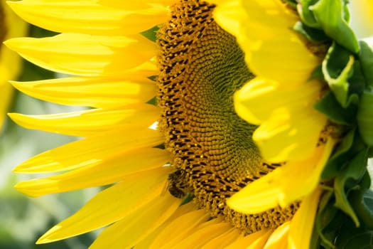 Sunflower close-up,yellow flower in agricultural field in bloom