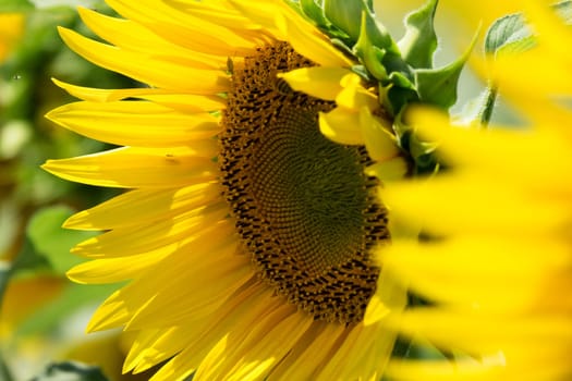 Sunflower close-up,yellow flower in agricultural field in bloom