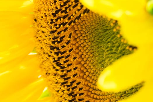 Sunflower close-up,yellow flower in agricultural field in bloom