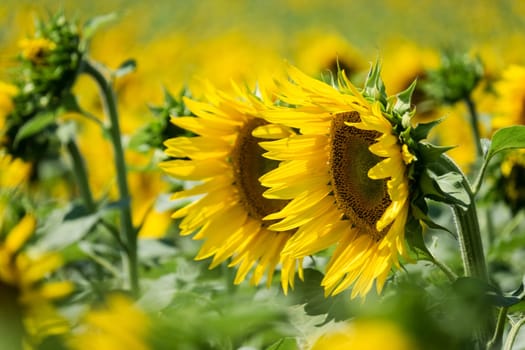 Sunflower close-up,yellow flower in agricultural field in bloom