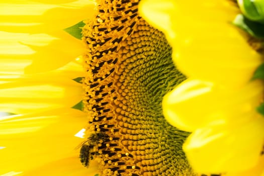 Sunflower close-up,yellow flower in agricultural field in bloom