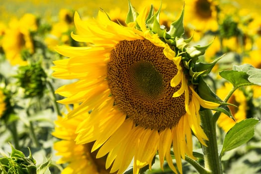 Sunflower close-up,yellow flower in agricultural field in bloom