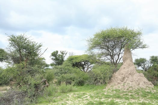 African savannah summer pictrures wild safari Tanzania Rwanda Botswana Kenya