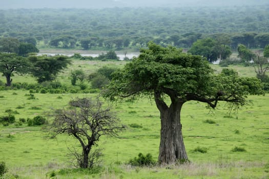 African savannah summer pictrures wild safari Tanzania Rwanda Botswana Kenya