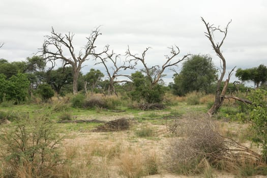 African savannah summer pictrures wild safari Tanzania Rwanda Botswana Kenya