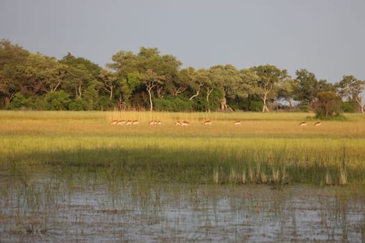 African savannah summer pictrures wild safari Tanzania Rwanda Botswana Kenya
