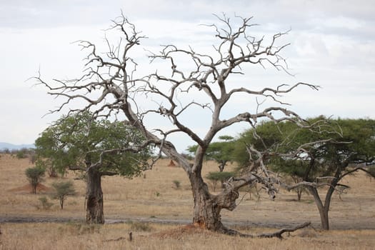 African savannah summer pictrures wild safari Tanzania Rwanda Botswana Kenya