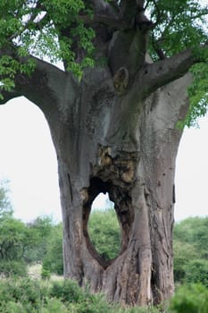 African savannah summer pictrures wild safari Tanzania Rwanda Botswana Kenya
