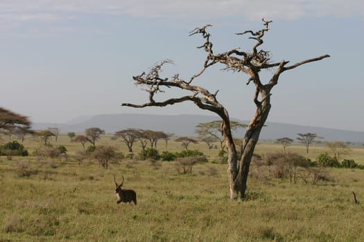 African savannah summer pictrures wild safari Tanzania Rwanda Botswana Kenya